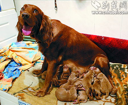 一家养英国雪达犬一窝生下13仔 约花7个小时(