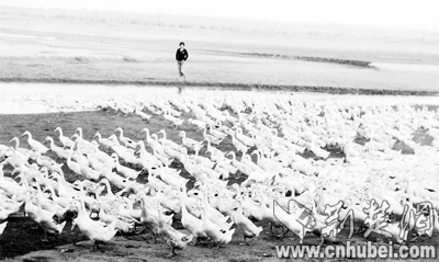 谷城县冷集镇养鸭大户养殖蛋鸭近2000只(图)