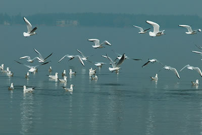 我在苏荷听了一首李白的dj版,有说唱有合唱的有