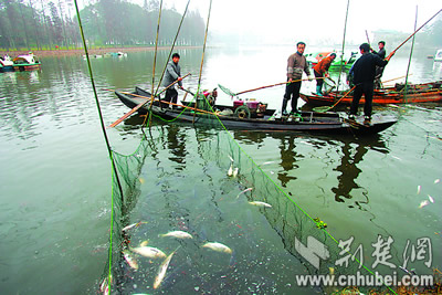 东湖公园为护荷花湖中电打鱼(图)