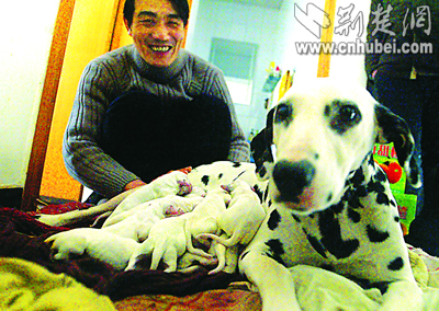 一斑点狗喝鸡汤盖棉絮一胎产下12崽(图)