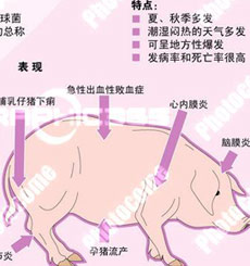 记者探秘四川资阳猪链球菌患者大本营(组图)