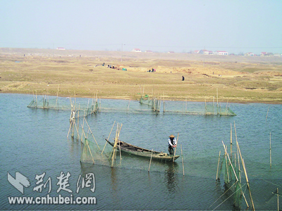 孝感老环河上有人拉迷魂阵捕鱼(图)