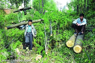 合法工程修路砍树 市民护绿建议将树移栽(图)