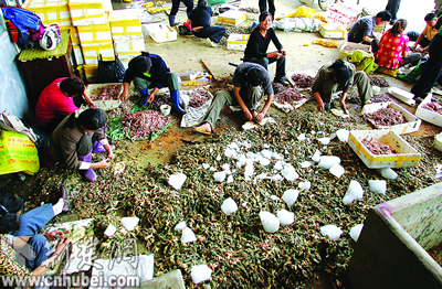 白沙洲农副产品大市场死蛙交易公然进行(图)