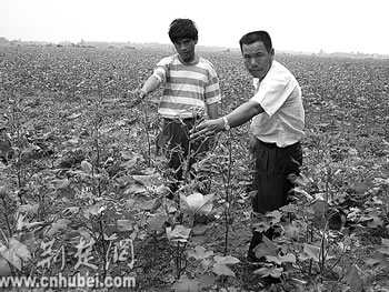 河道管理局违禁喷施除草剂 洪湖数百亩棉田遭