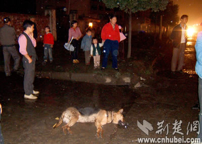 狼狗突然倒地死亡 疑为路灯漏电所致