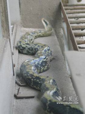 休闲中心突现菜花蛇 (图)
