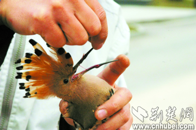 弹弓起处羽零落 无良男子月湖打鸟(图)