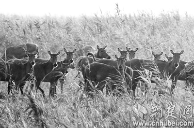 石首天鹅洲野生麋鹿保护区:麋鹿天堂的喜与忧