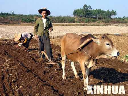 雷州半岛连续几年干旱 土地缺水无法耕种(组图