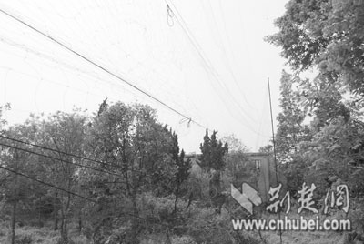 林中悄悄张起一张网 晨练老人放生网中猫头鹰