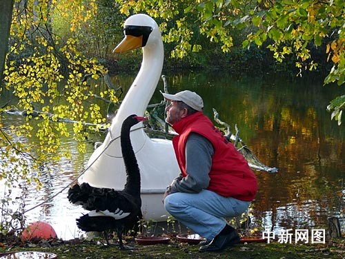 德国明斯特真假天鹅恋续:专家解释个中缘由(图