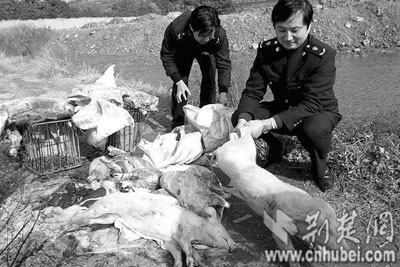 宜昌工商查获病死猪屠宰窝点(图)