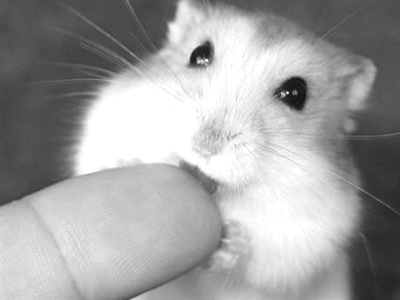 科学家培育出人体肾脏组织 可望成新肾源提供