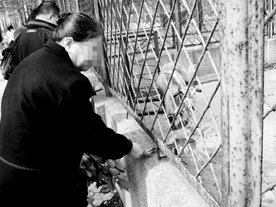 超级大猪体重500公斤 从美国赶来庆祝新年