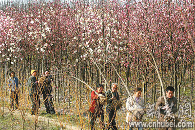 湖北玉兰树苗4月将进京