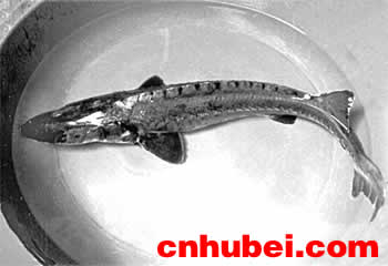 http://www.cnhubei.com/images/aa/dsb-2002-032018-2.jpg