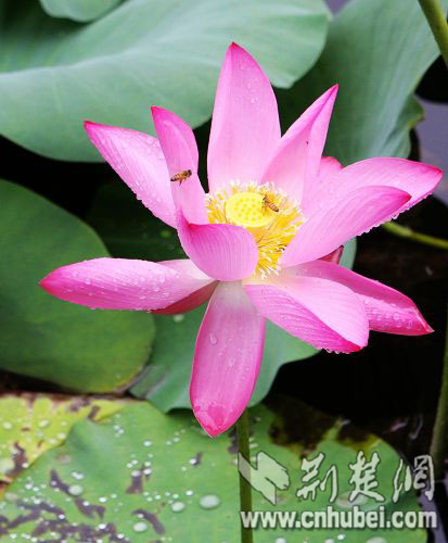 大明湖中的济南市花