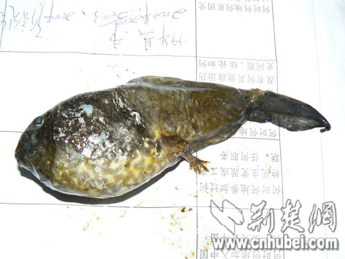 湖北孝昌县发现无鳞无鳃长两条腿的怪鱼(图)