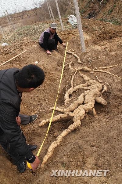 河南安阳挖出巨型栝楼根 外形酷似鳄鱼