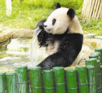 本来两只大熊猫轮流泡水降温,没想到