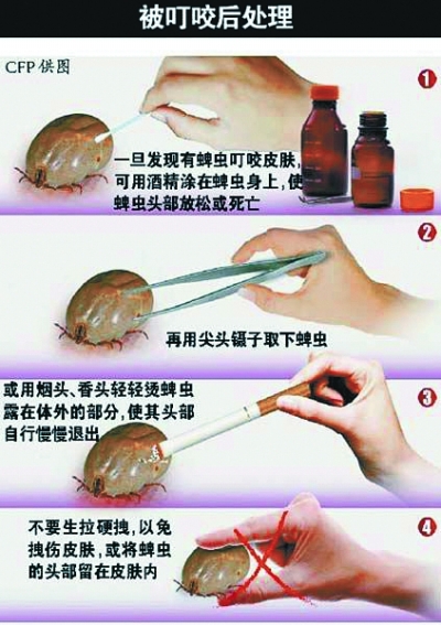 武汉市疾控中心支招 4至10月蜱虫活动期须防叮咬