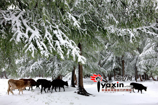新疆哈密六月飞雪