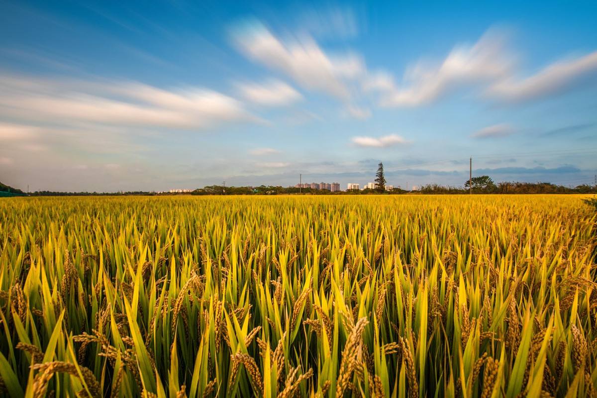 ������������������չ� ��������10������