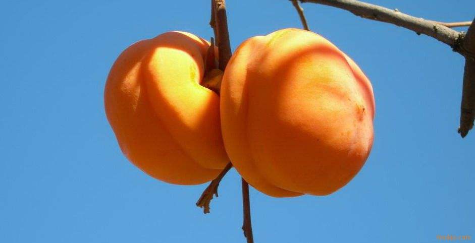 ���ɽ������Ʒ������ζ���������ժ �Ǵ������