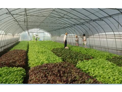 "一篮菜"卖出2000万元的背后:企业与科研结连理