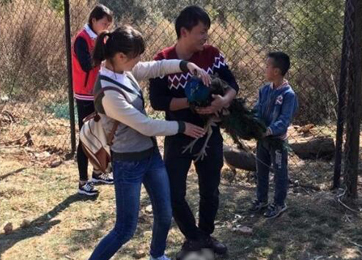 游客强行拔羽毛并拍照致孔雀死亡 游客强行拔羽毛并拍照致孔雀死亡