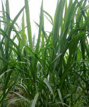 洪湖市大沙湖农场长年提供优质杂交狼尾牧草-