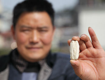 市民捡到上万年化石 市民捡到上万年化石