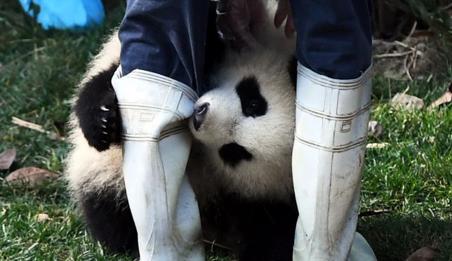 大熊猫抱大腿成网红