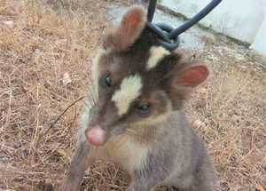 宜昌现鼬獾猪鼻鼠脸 被咬或危及生命