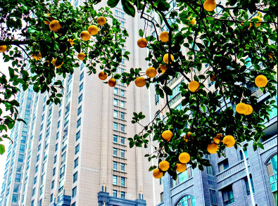 姚晨一家为女儿庆生 小茉莉被哥哥打了一巴掌