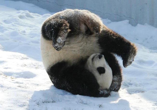雪地简笔画动物_动物世界 雪地简笔画动物