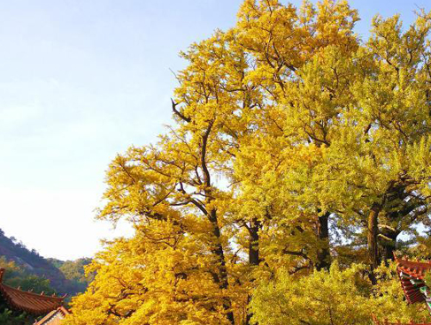 国家税务总局办税无纸化试点在鄂州启动