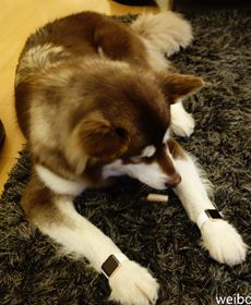 王思聪为爱犬配2只苹果手表