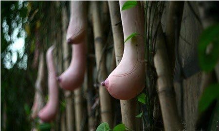 越南神奇瓜果酷似女人乳房 将进入中国市场(图)