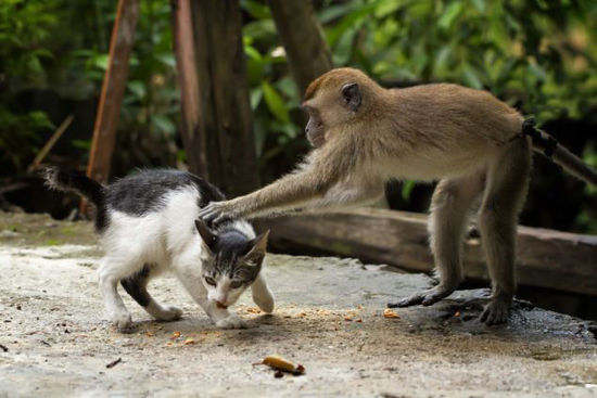 印尼猕猴为小猫“按摩”彰显友谊