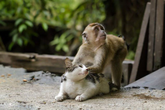 印尼猕猴为小猫“按摩”彰显友谊