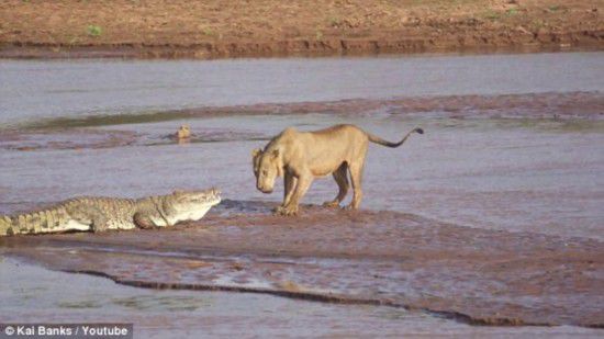 本文和狮子都是非洲大草原上的顶级掠食者