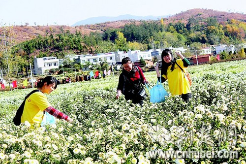 [激情千人走转改]中国·麻城福白菊产销对接洽