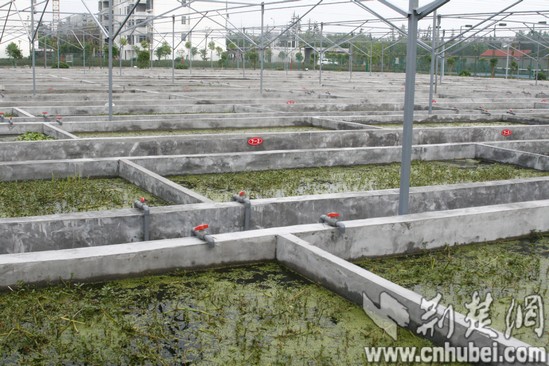 [我看新荆楚]潜江:小龙虾带来大产业(组图)-荆楚