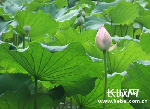 [长城网]走进古隆中 感受三国文化 思卧龙遗风-