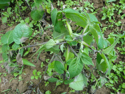 做好应对措施,抓紧防控马铃薯晚疫病-荆楚网 w