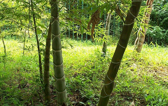 蕲竹