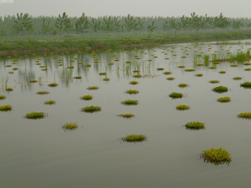 龙虾养殖-荆楚网+www.cnhubei.com